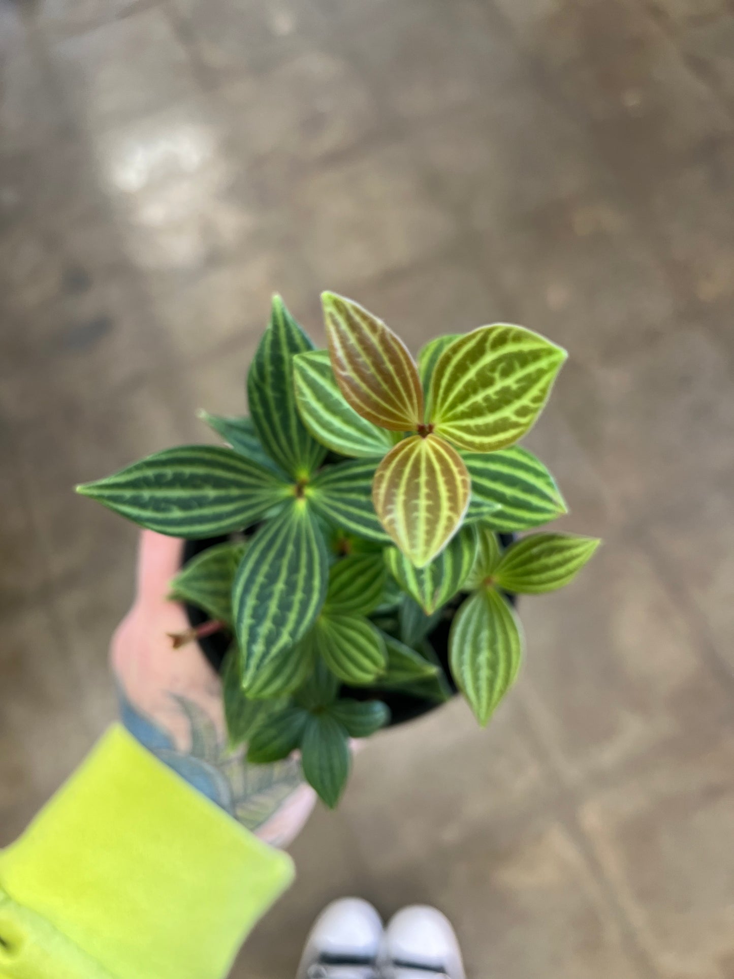 Peperomia Iron Cross