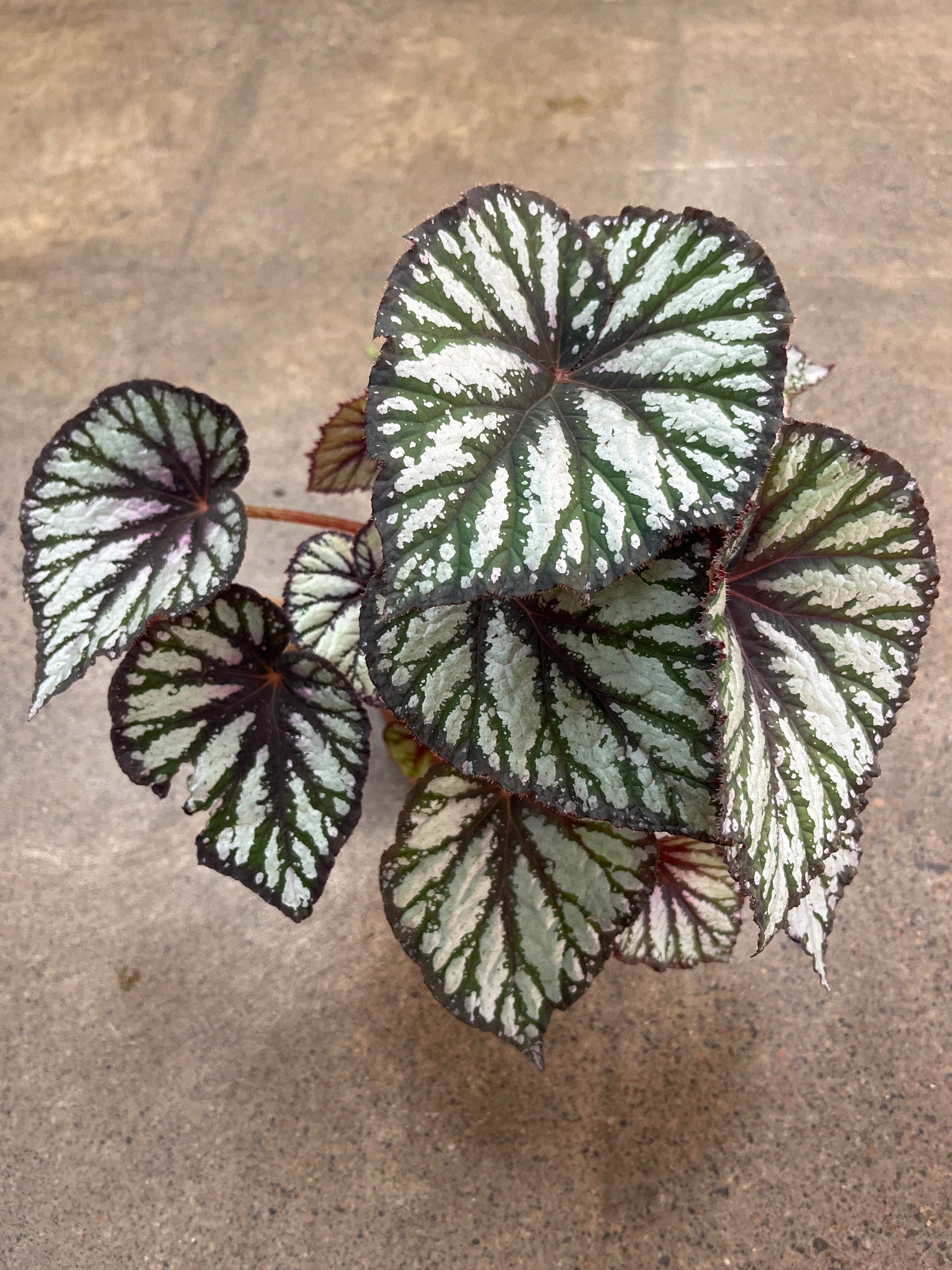 Bégonia Steve's Leaves Fang
