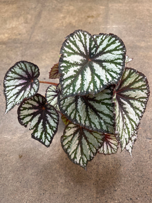 Bégonia Steve's Leaves Fang