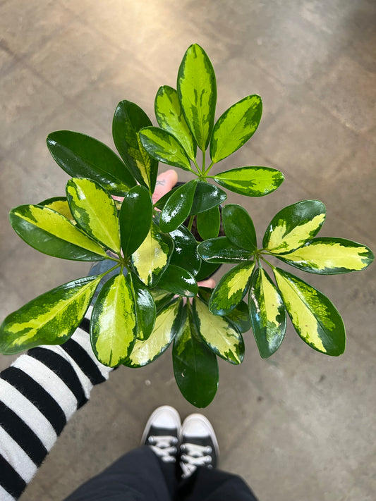 Schefflera Sunshade