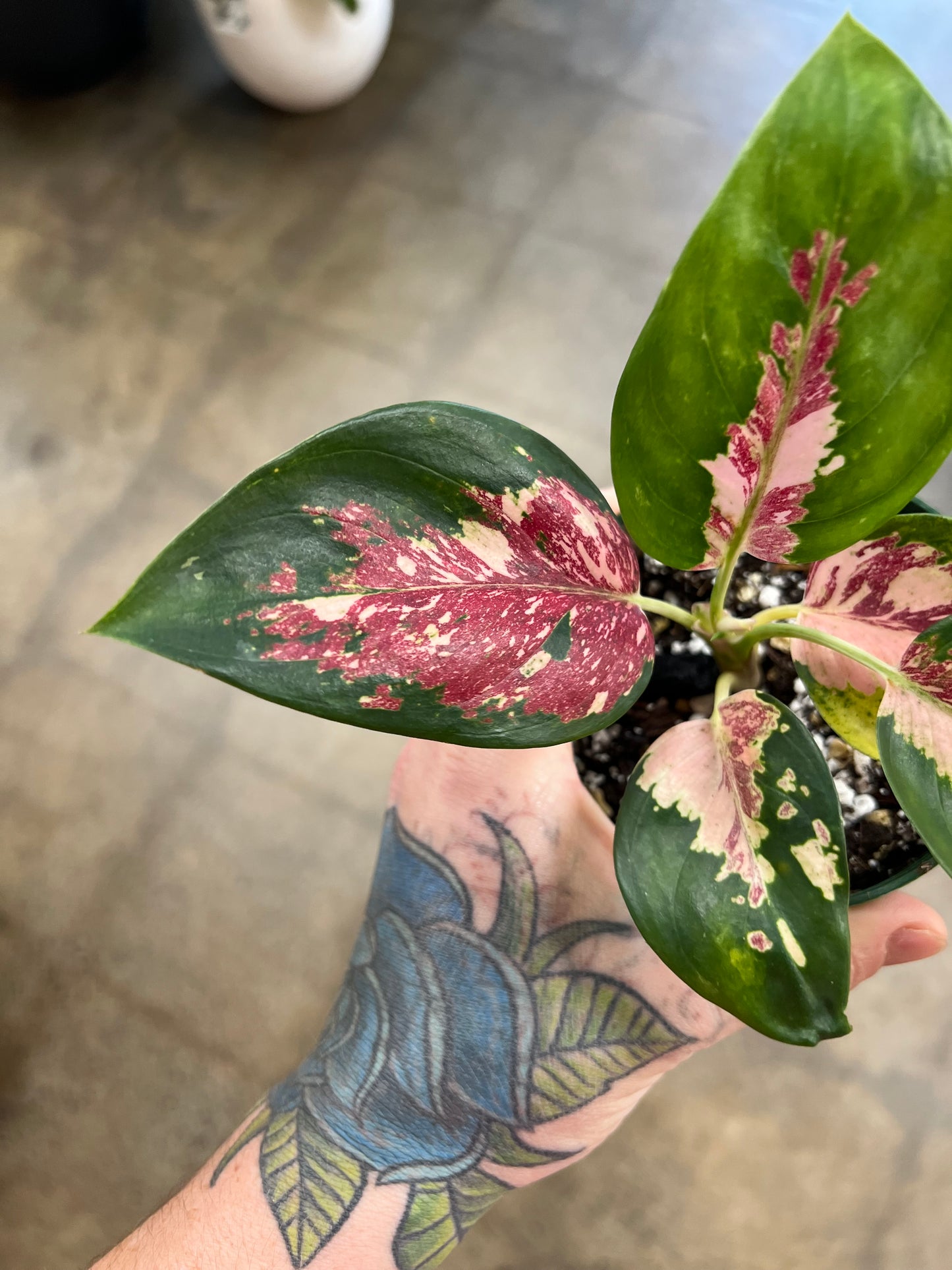 Aglaonema Sutra Tricolor