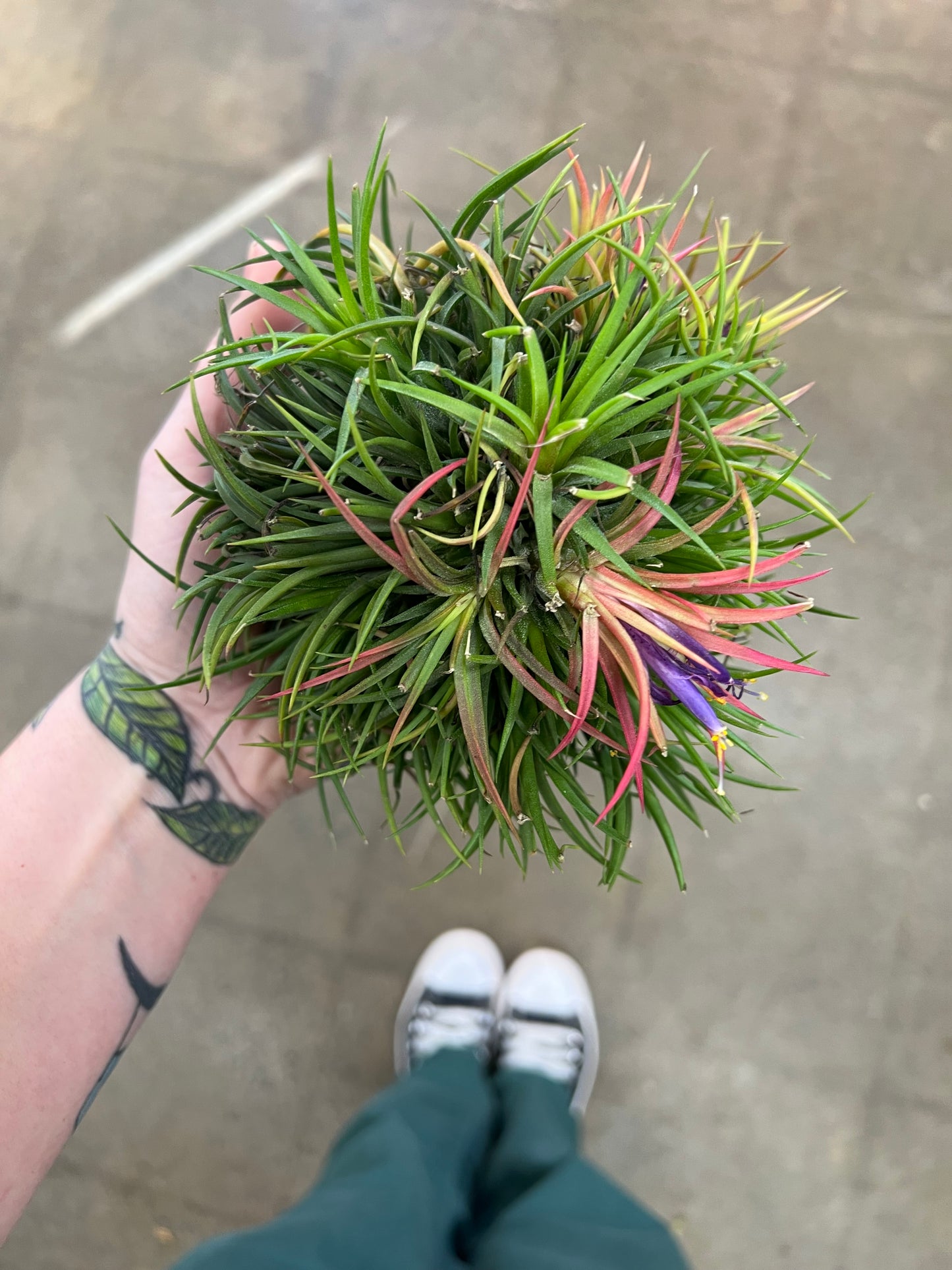 Tillandsia Ionantha Green XL