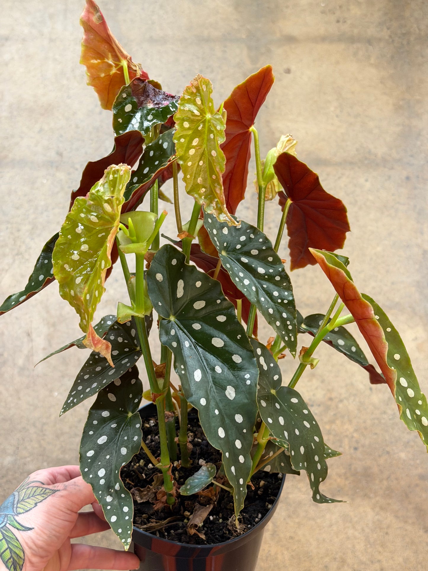 Bégonia Maculata