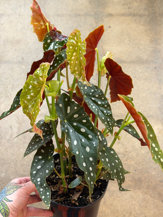 Bégonia Maculata
