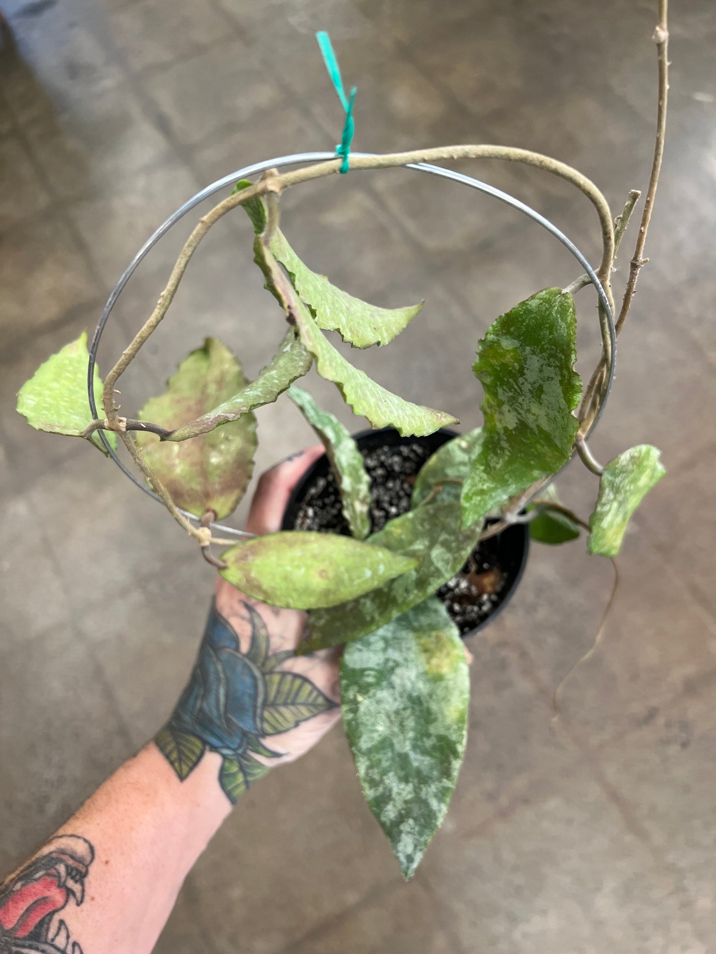 Hoya Caudata Silver Leaves