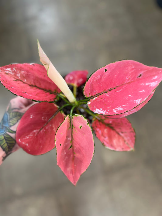 Aglaonema Punchy