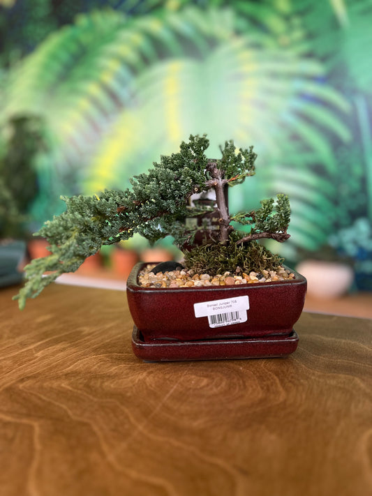 Bonsaï Juniper