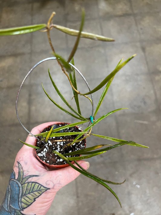 Hoya Acicularis