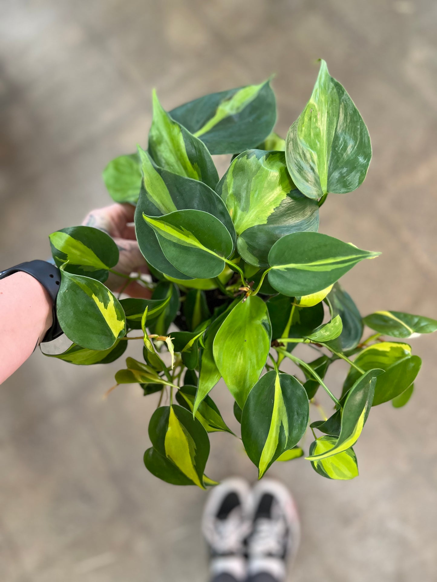 Philodendron Brazil