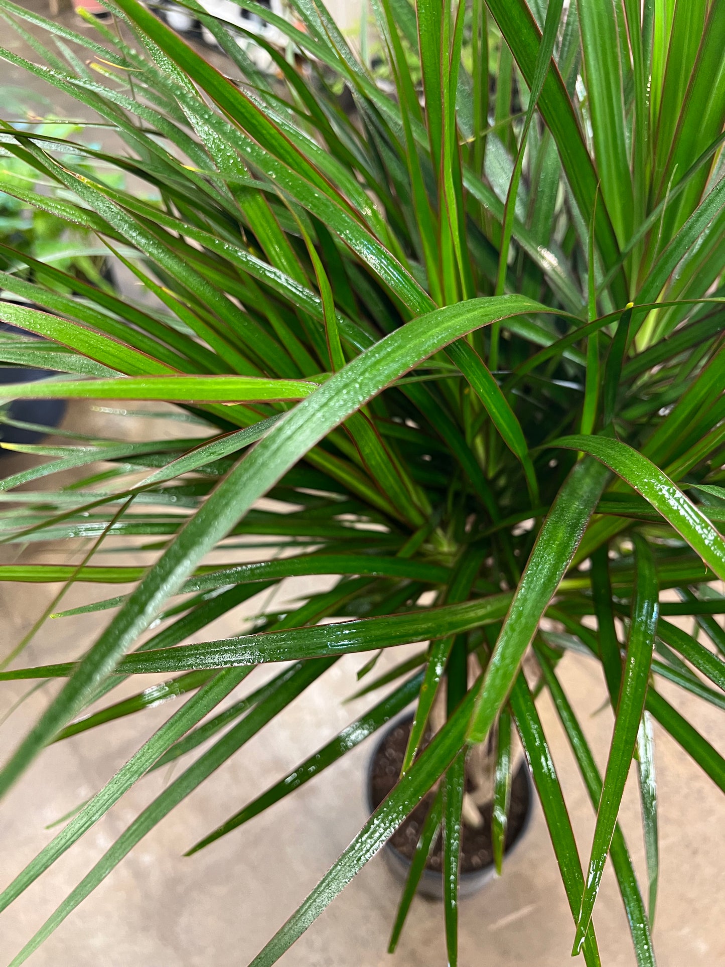 Dracaena Marginata Open weave