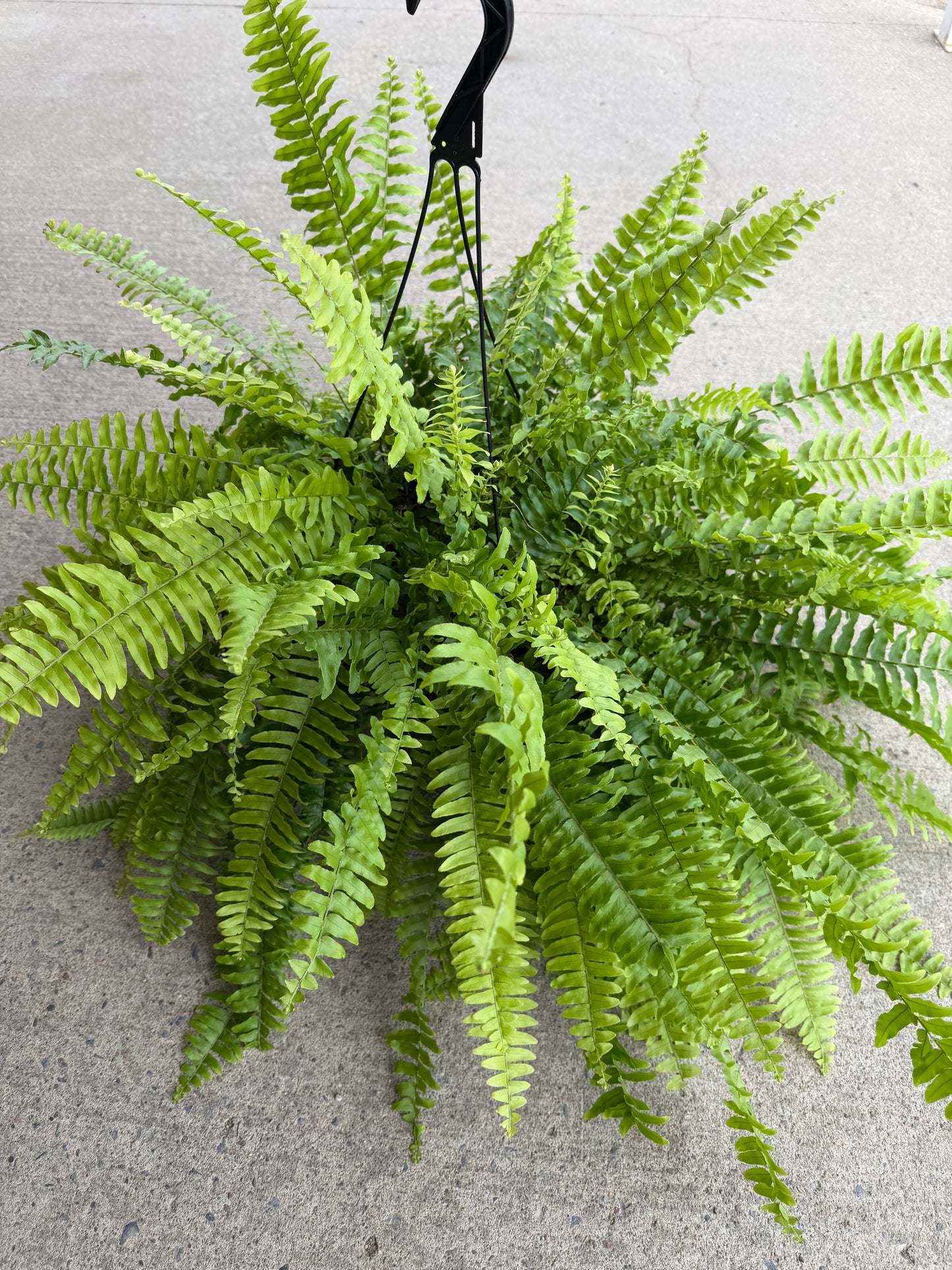 Fern Boston