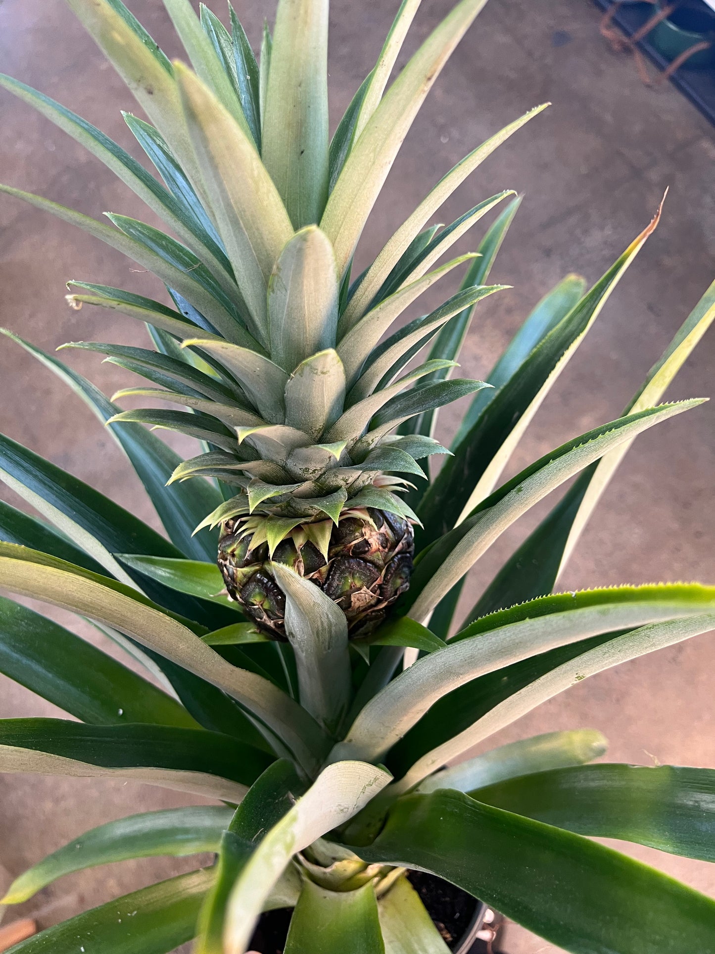 Ananas