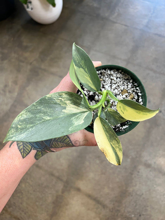 Philodendron Silver Sword Variegated