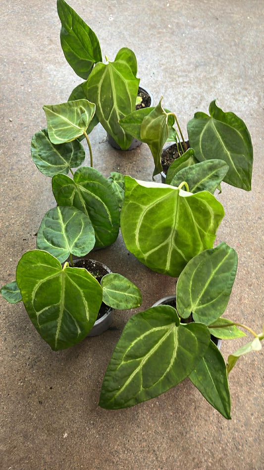 Anthurium Magnificum