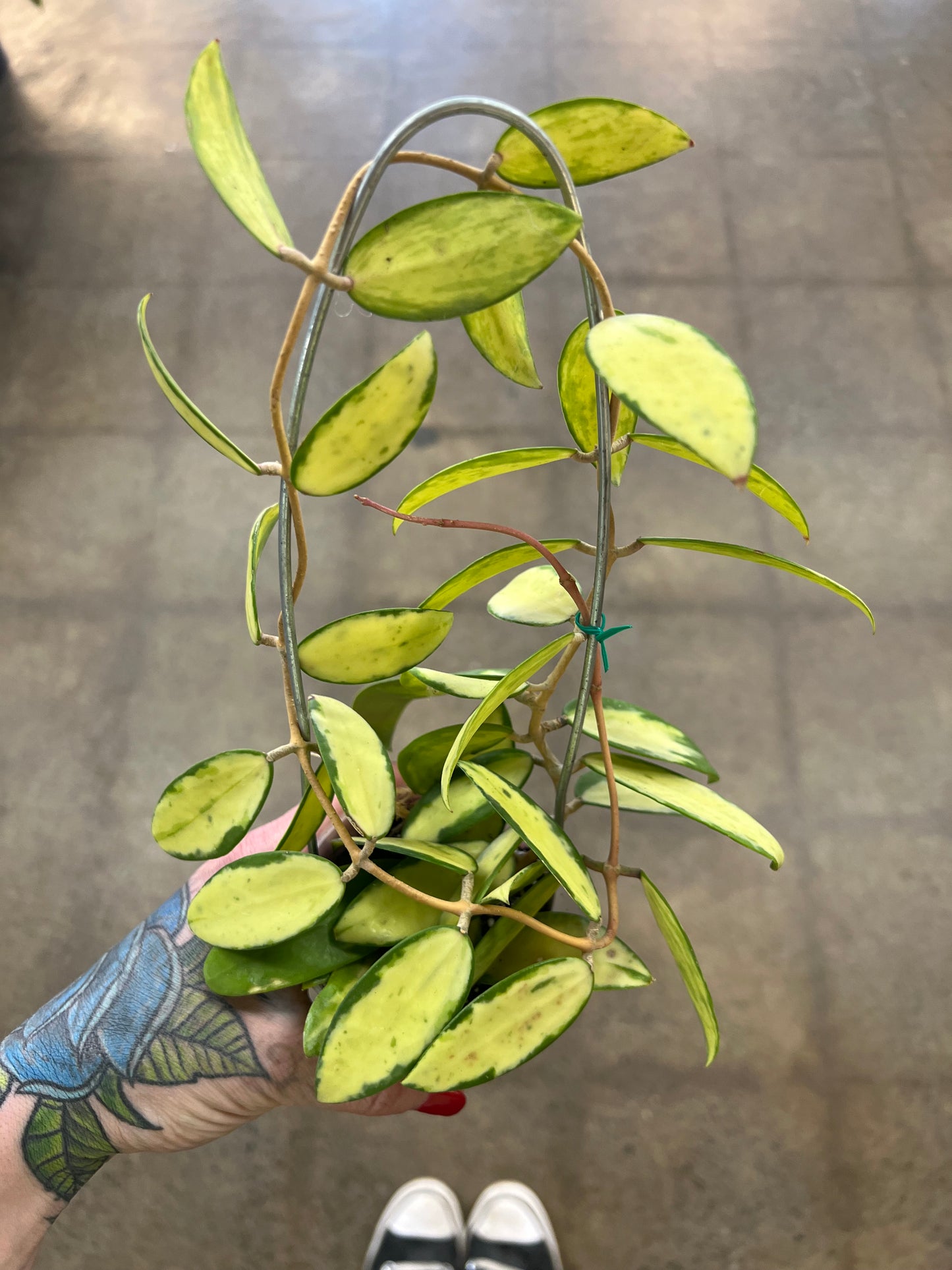 Hoya Acuta Variegata Big Leaves