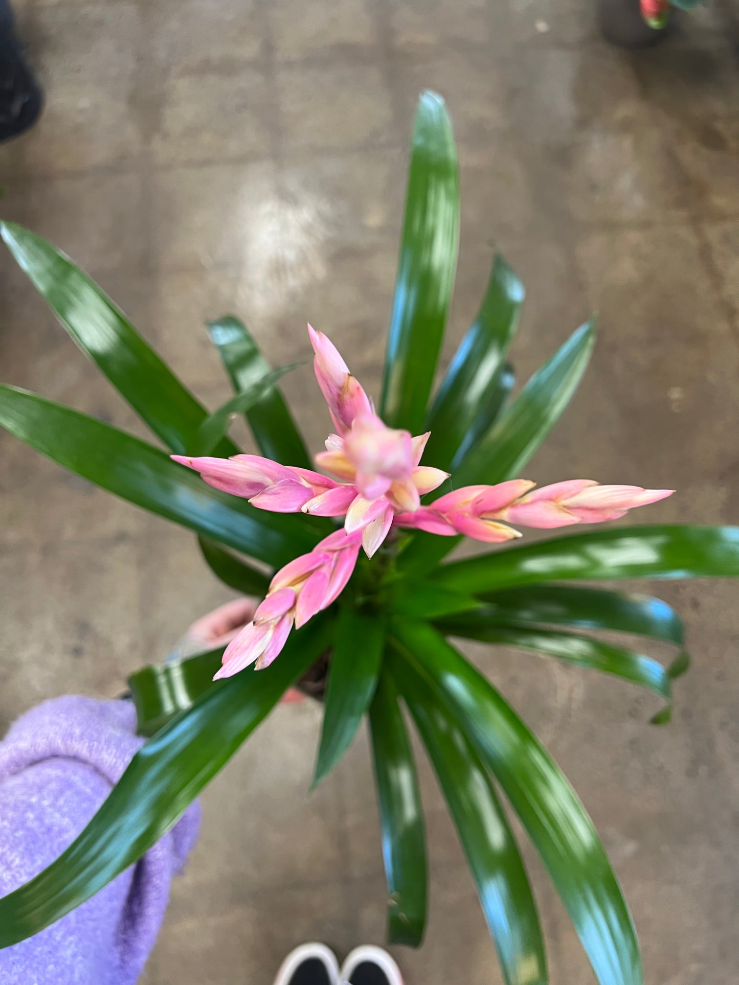 Broméliacé Guzmania