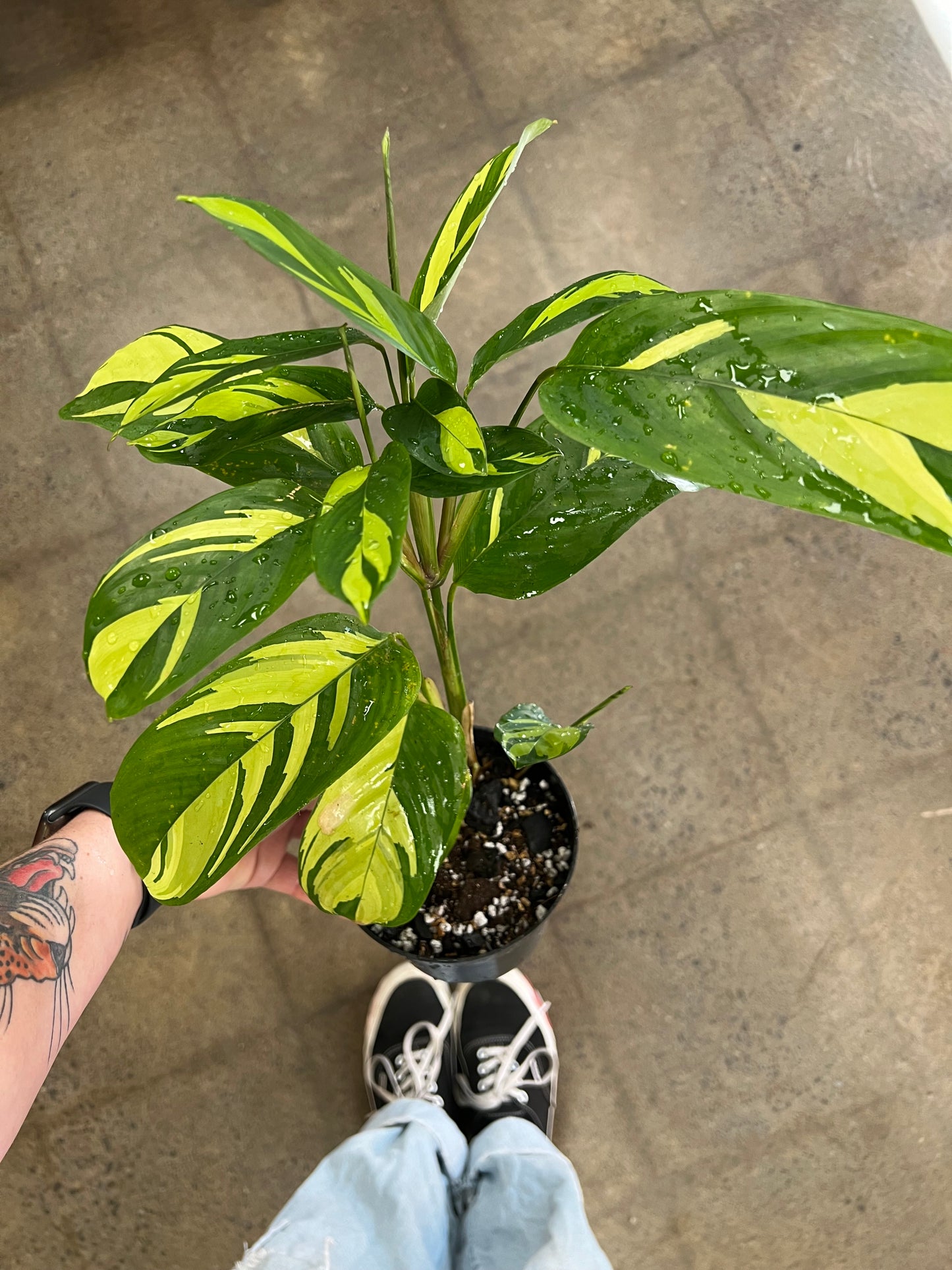 Calathea Pilosa