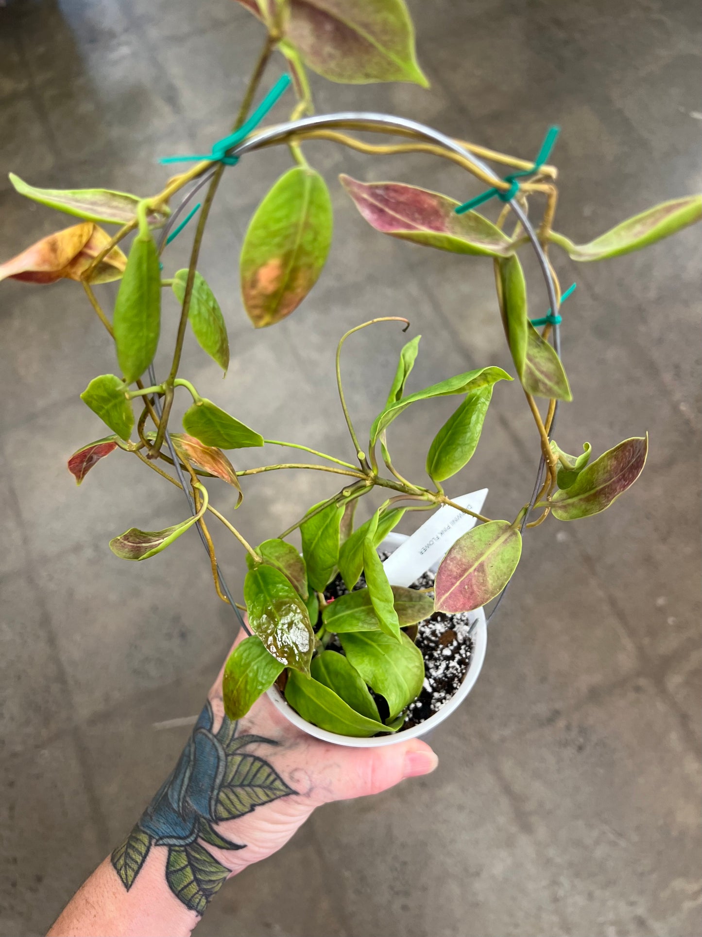 Hoya Darwinii Pink Flower