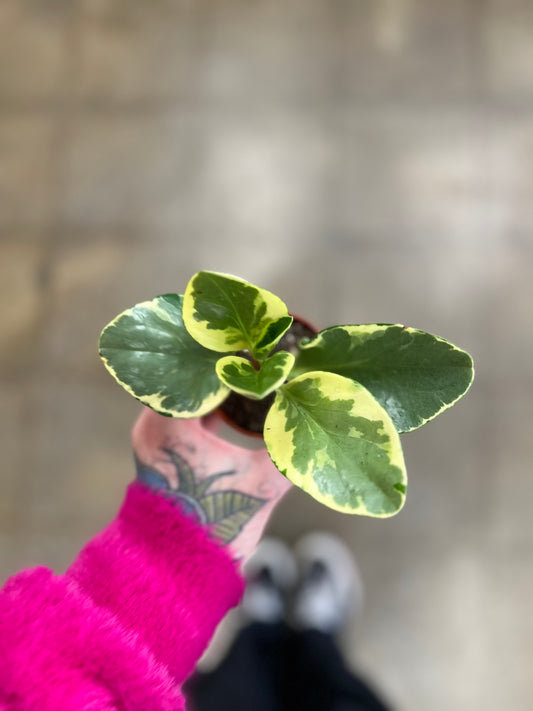 Peperomia Marble