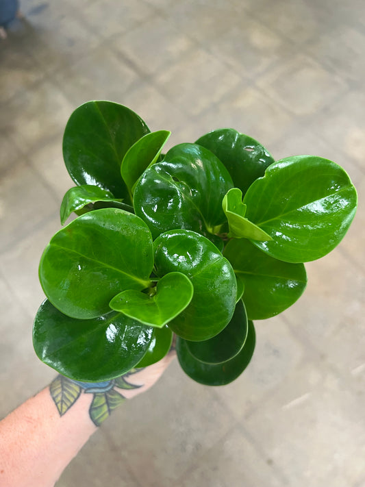 Peperomia Obtusifolia