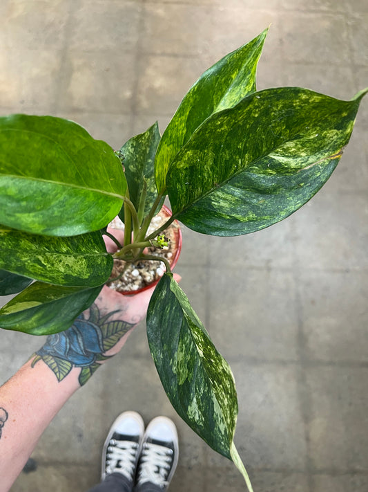 Aglaonema Khan Mak