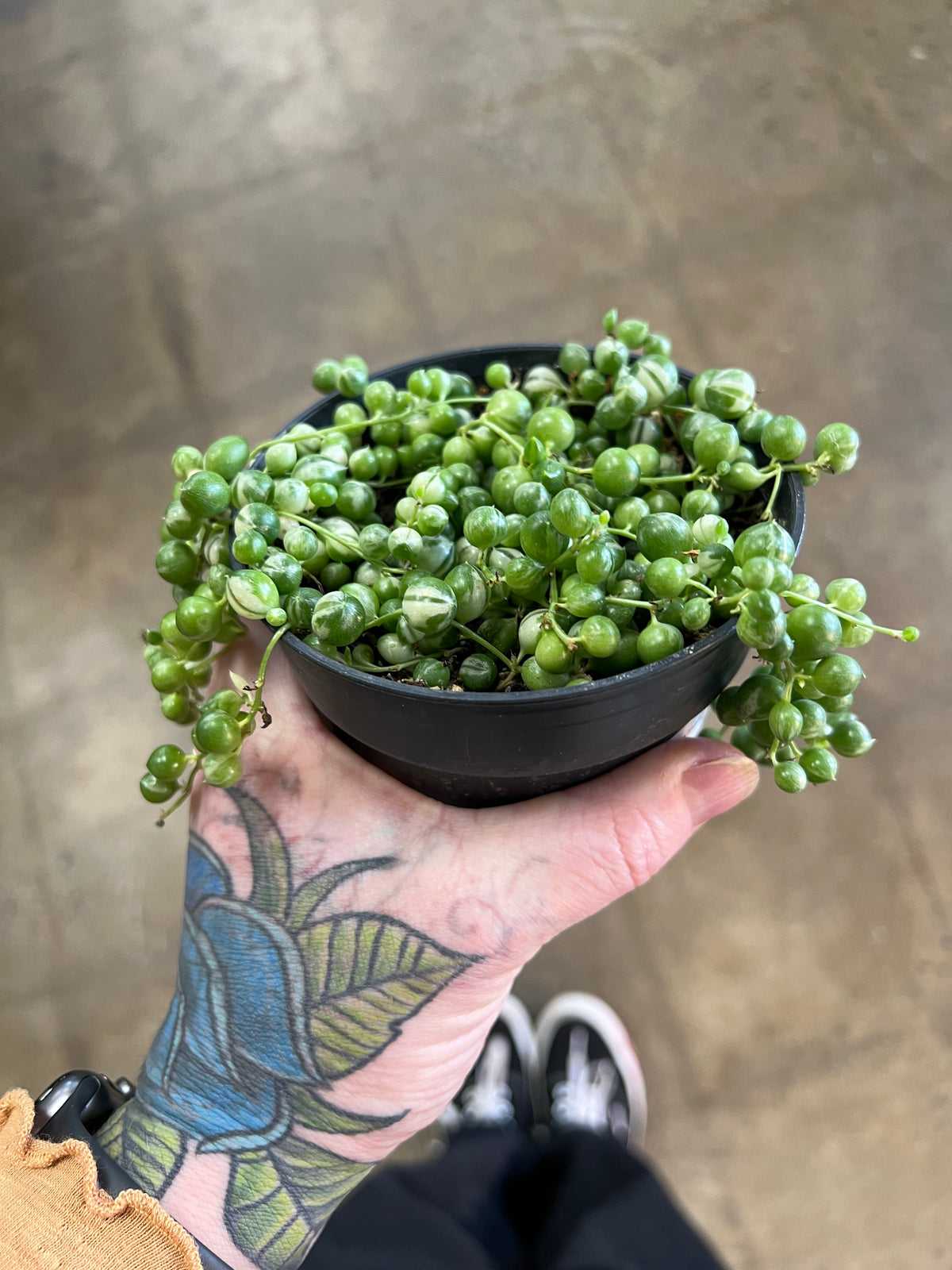 Variegated pearl chains