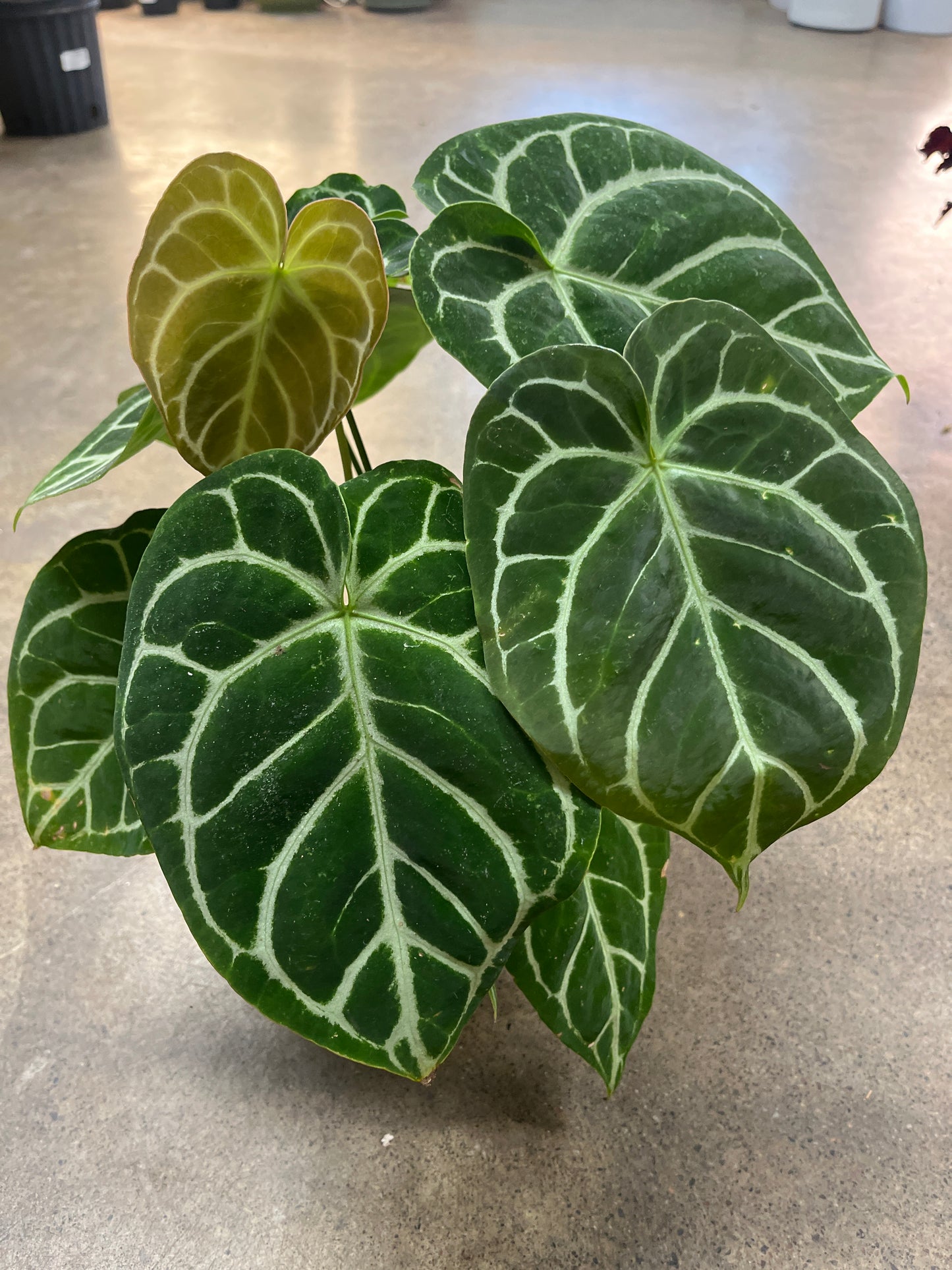 Anthurium Crystallinum Magnificum