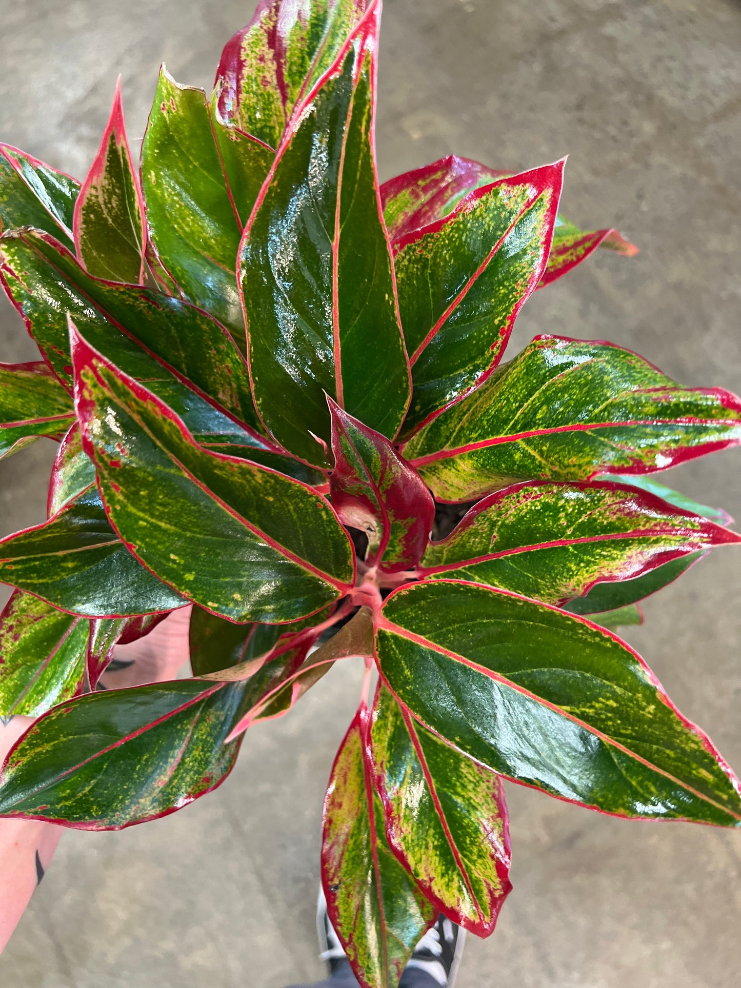 Aglaonema Red Siam