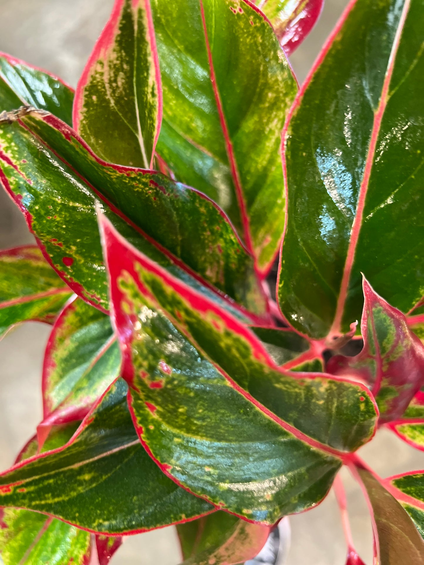 Aglaonema Red Siam