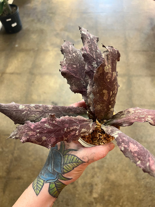 Hoya Undulata Red XXL #3