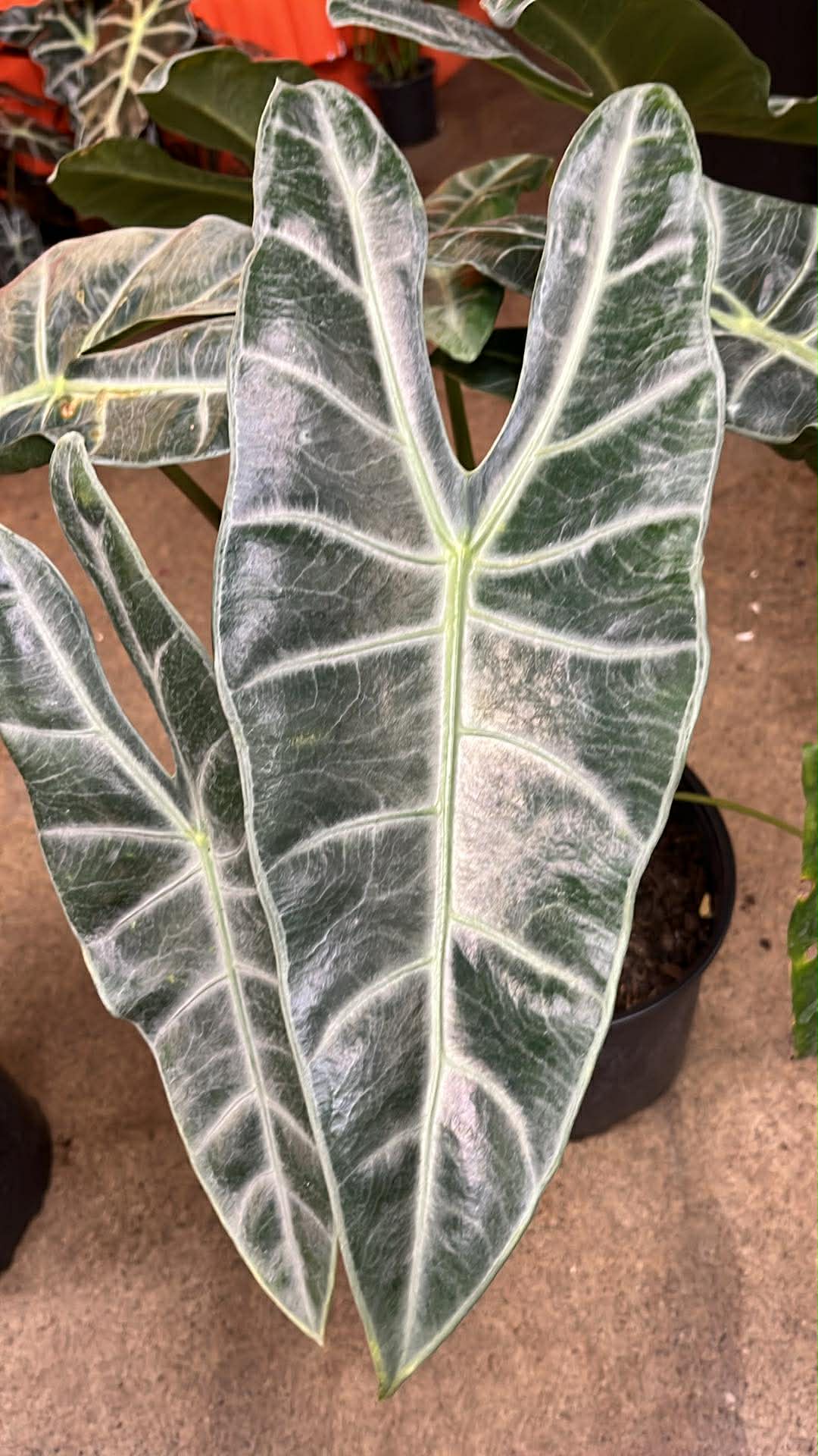 Alocasia Longiloba