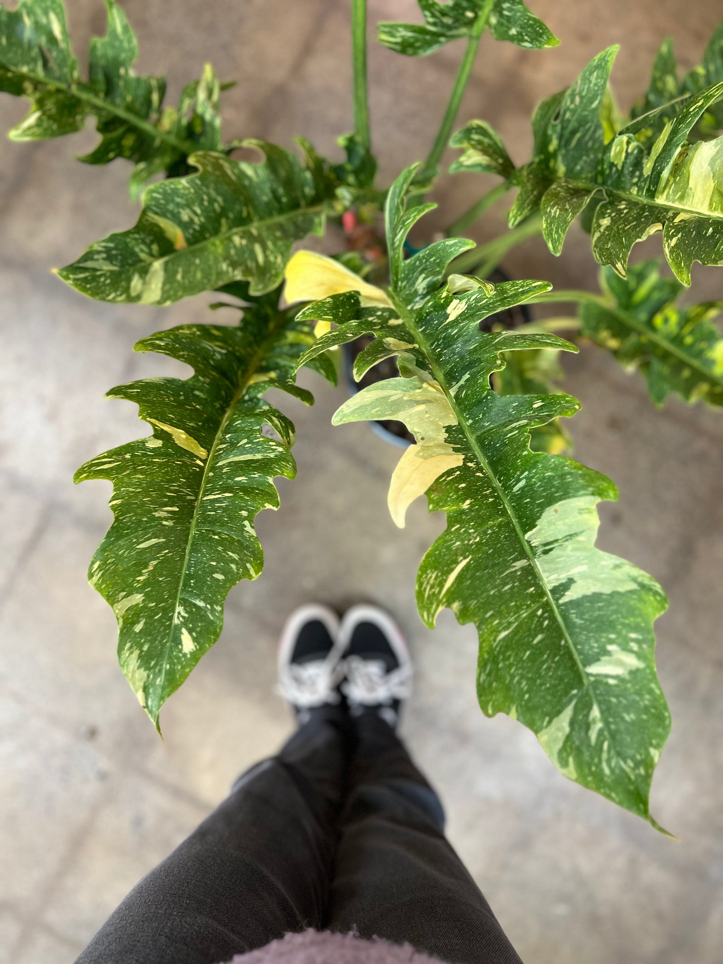 Philodendron Ring Of Fire