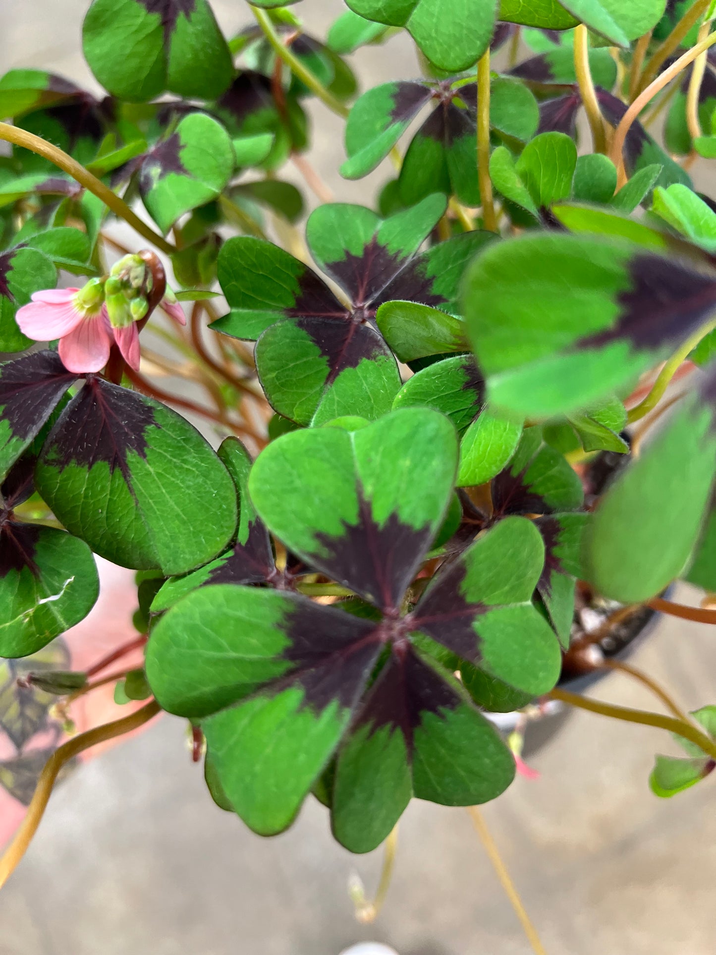 Oxalis Iron Cross