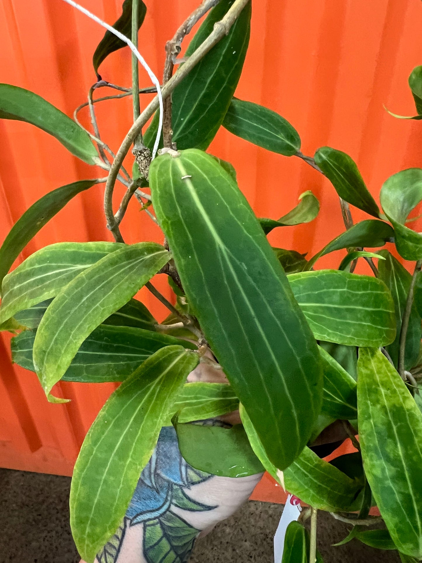 Hoya Blashernaezii SSP Valmayoriana