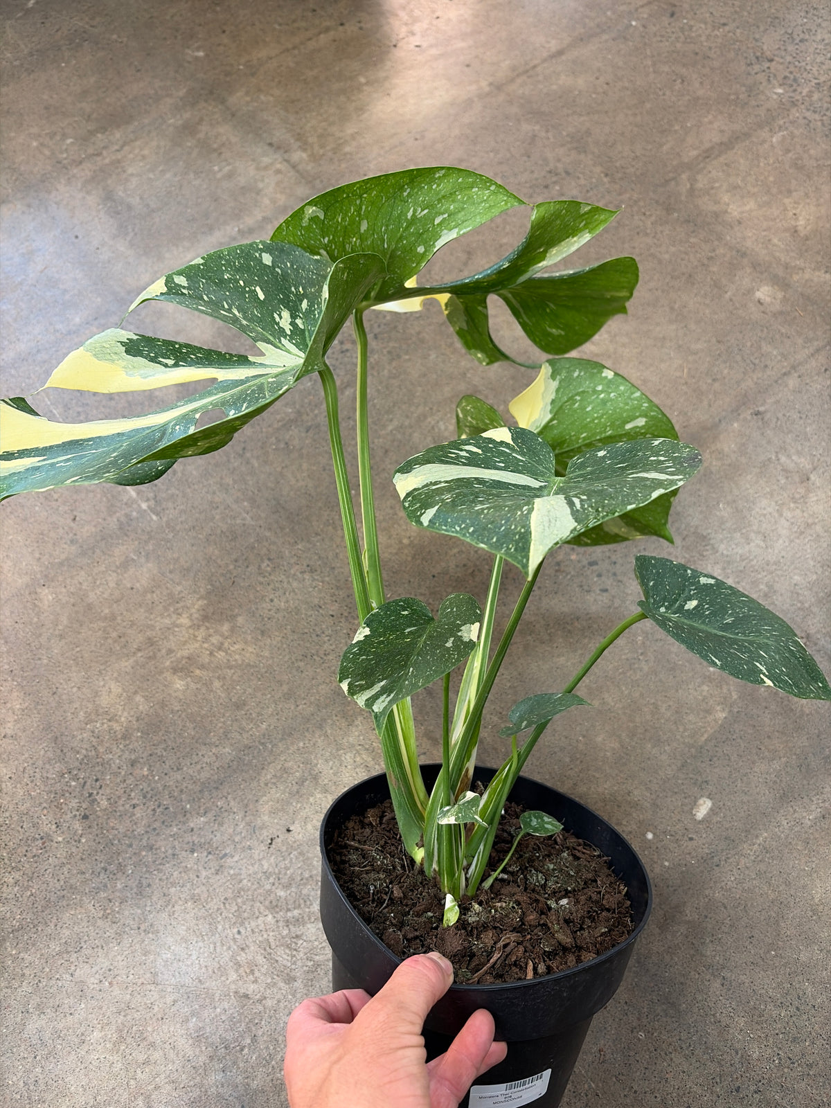 Monstera Thaï Constellation