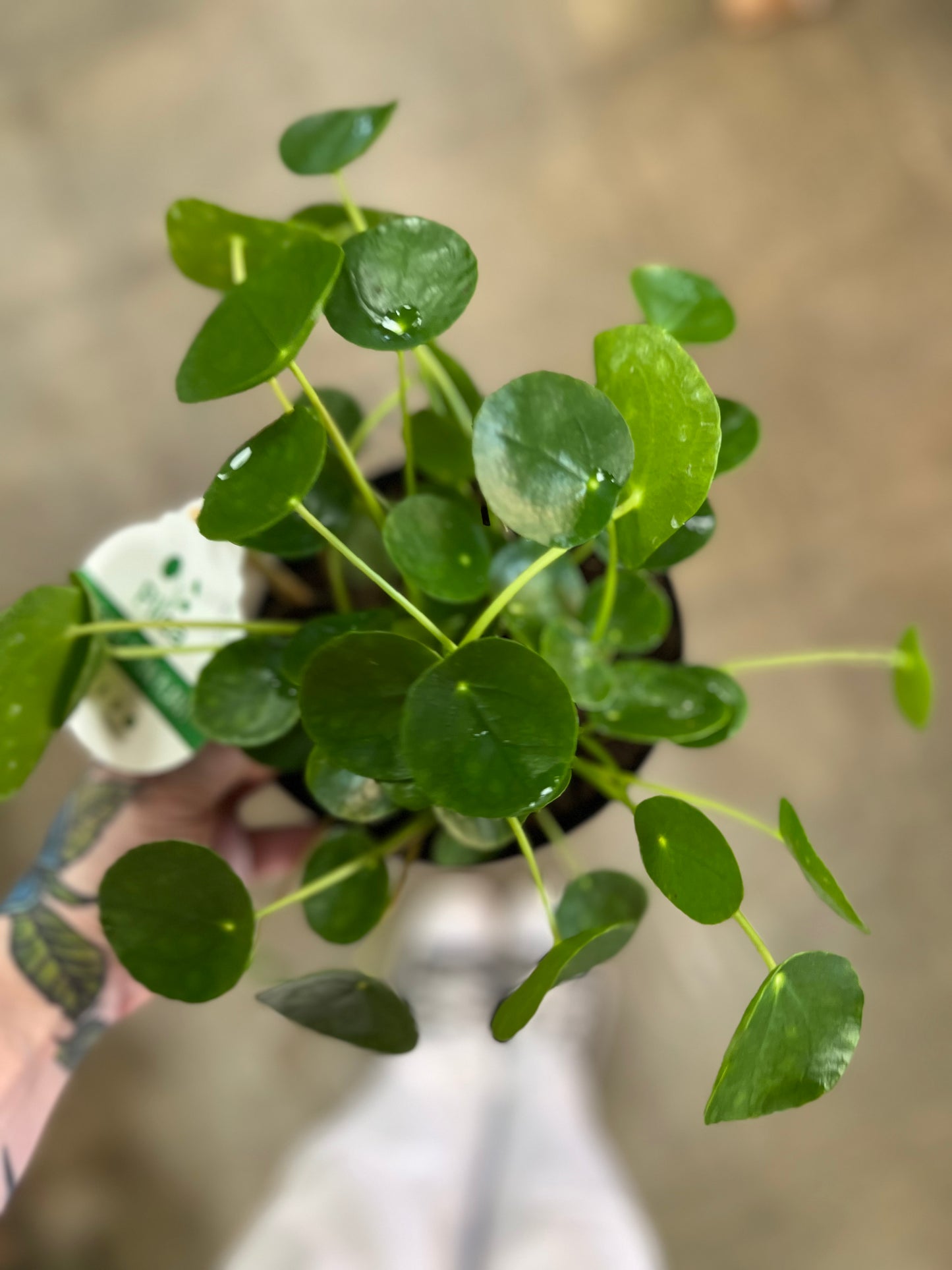 Pilea Peperomioides