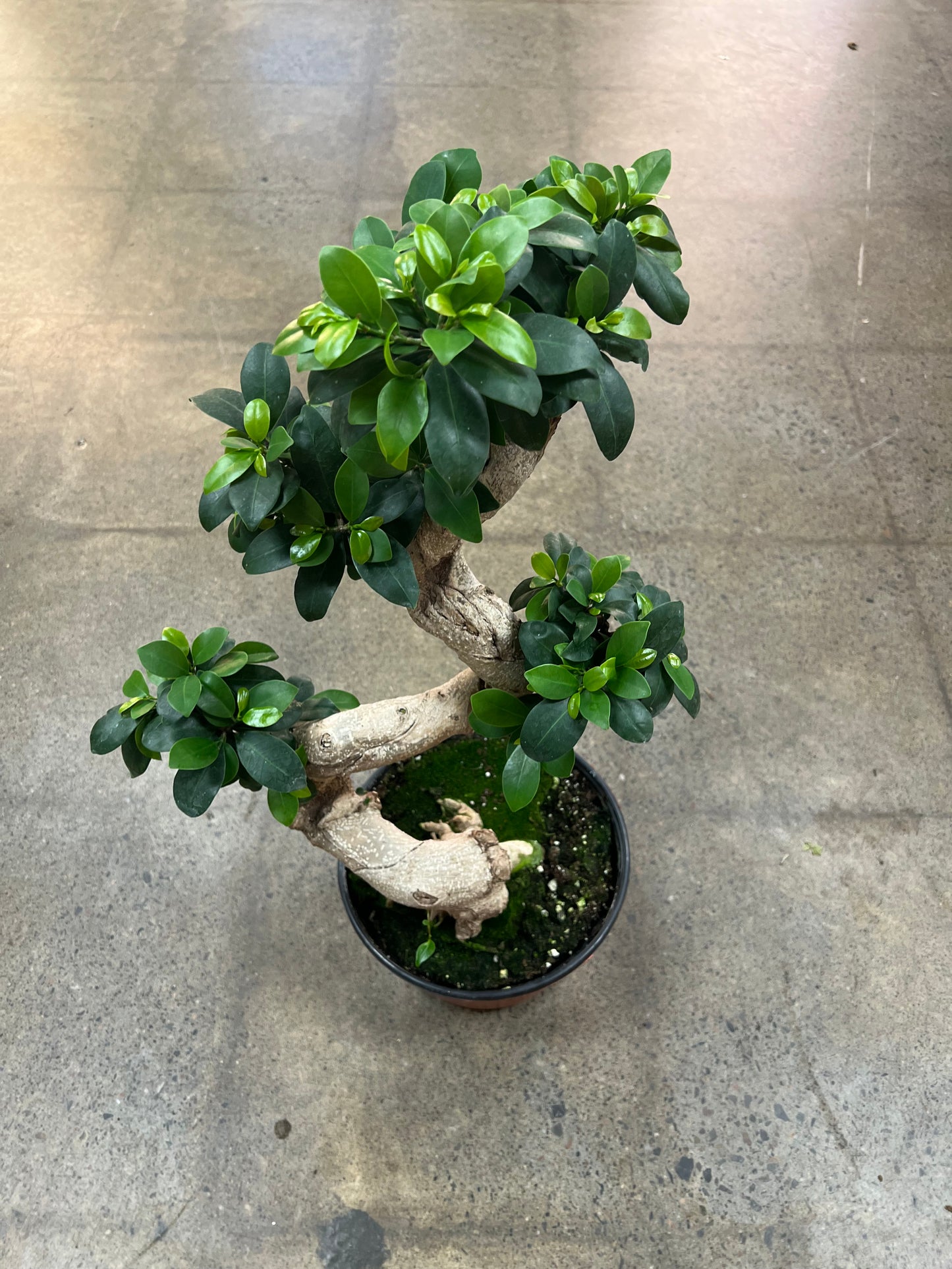 Bonsai Ficus Retusa