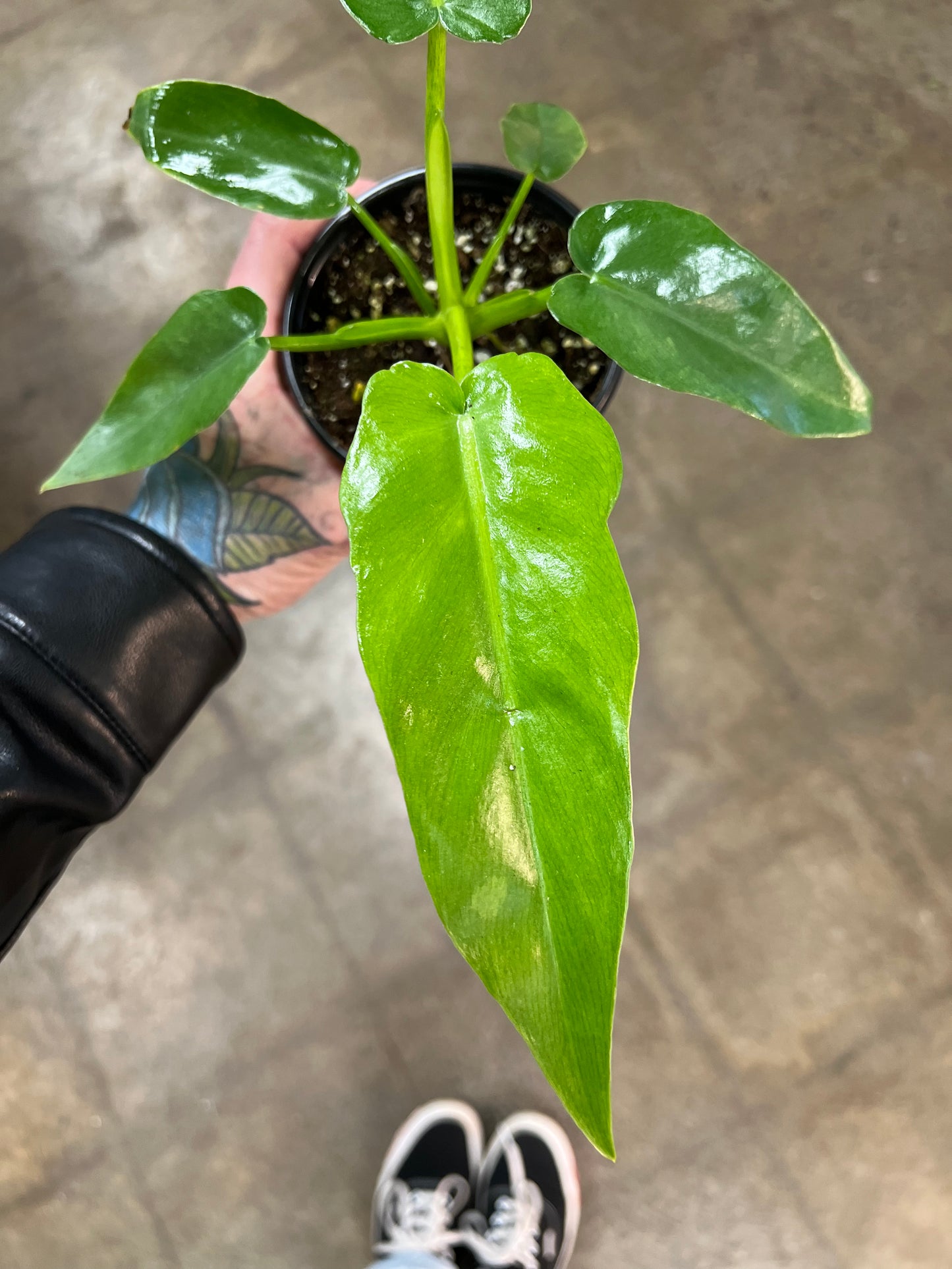 Philodendron Bob Cee