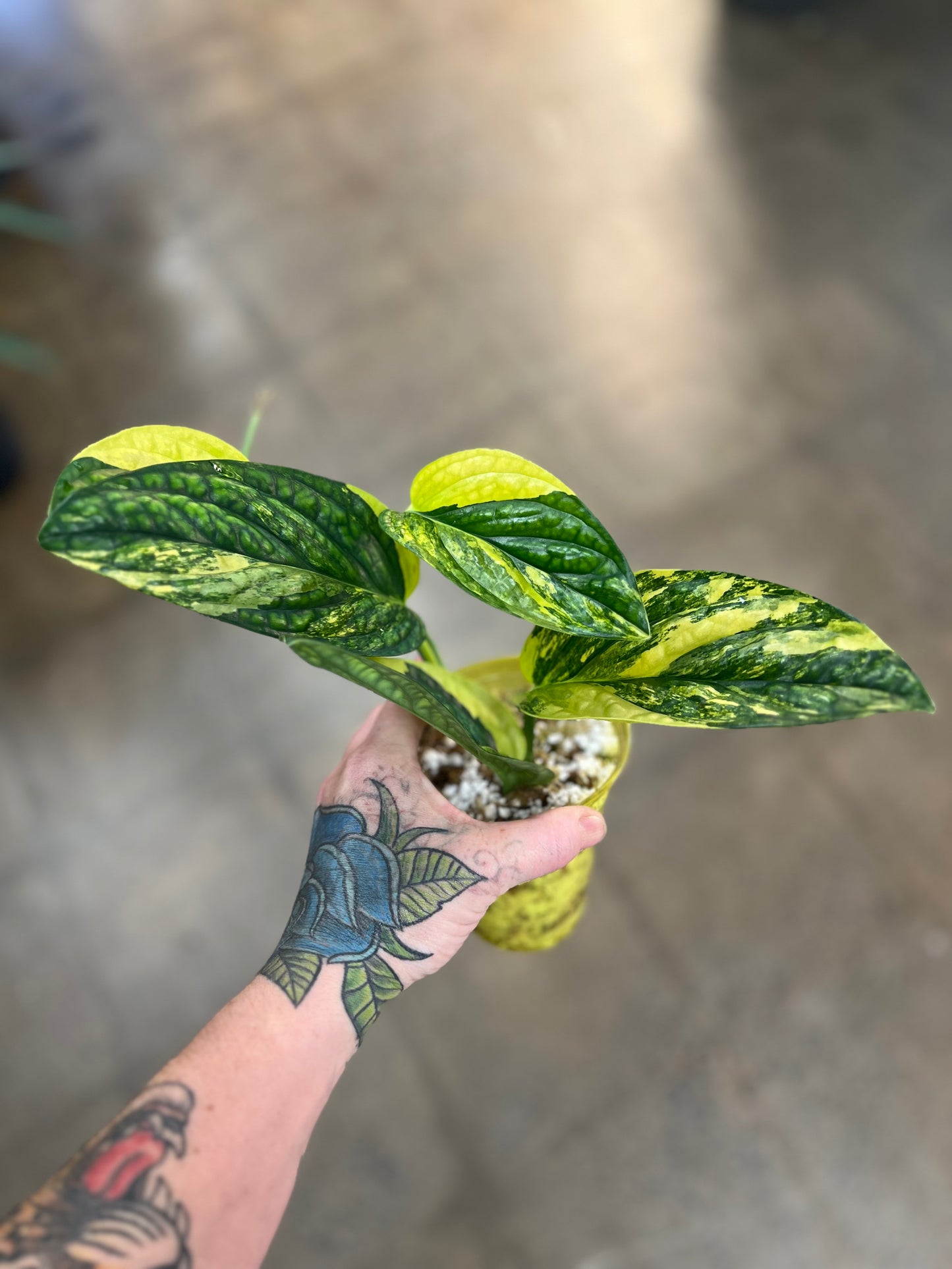 Monstera Peru Variegated