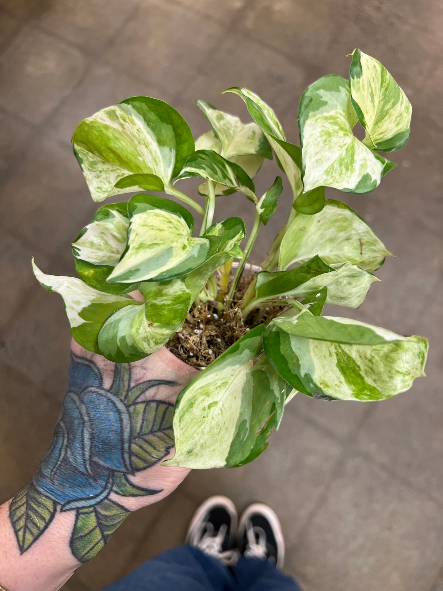 Pothos Manjula