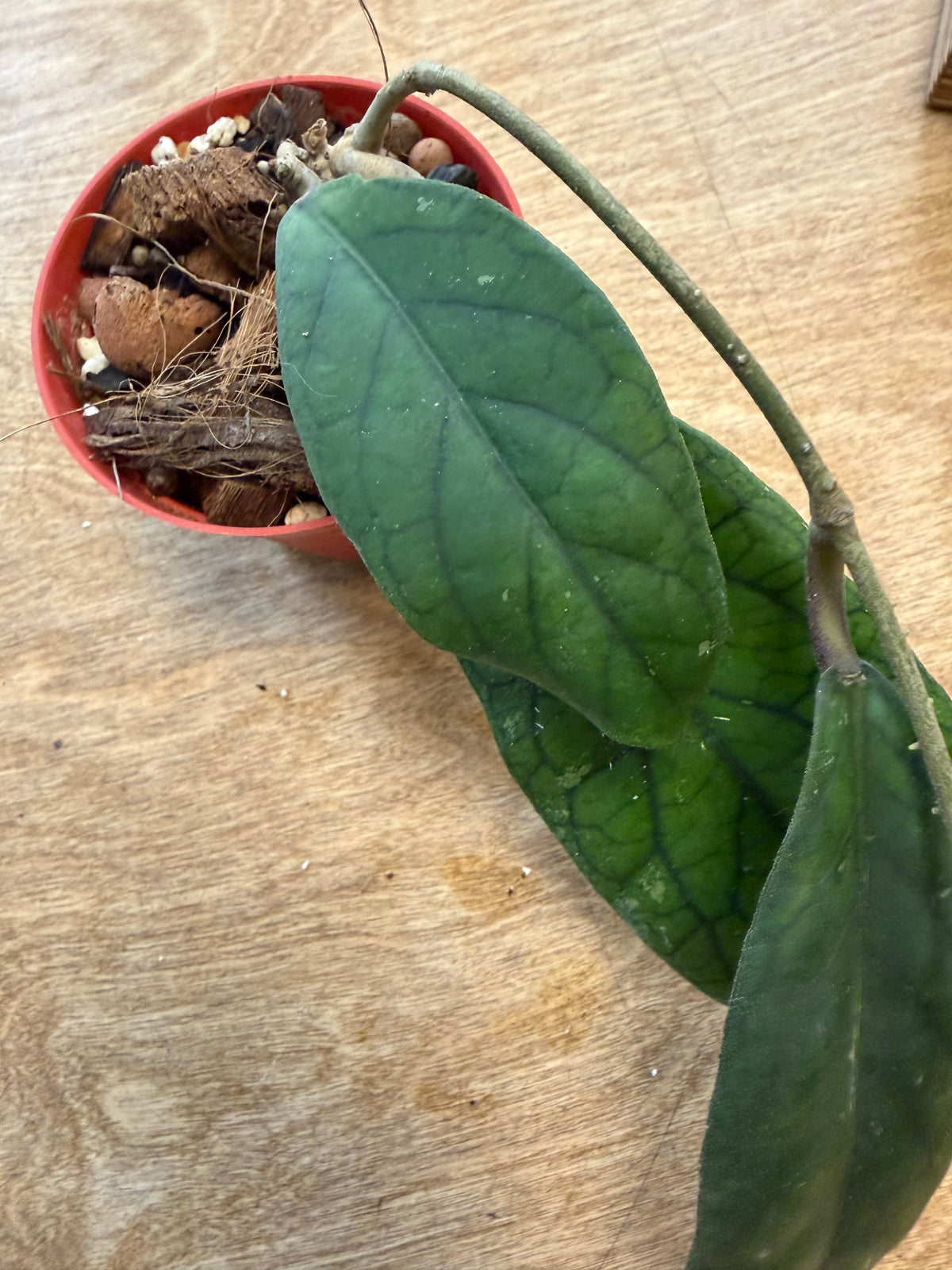Hoya Vitellinoides