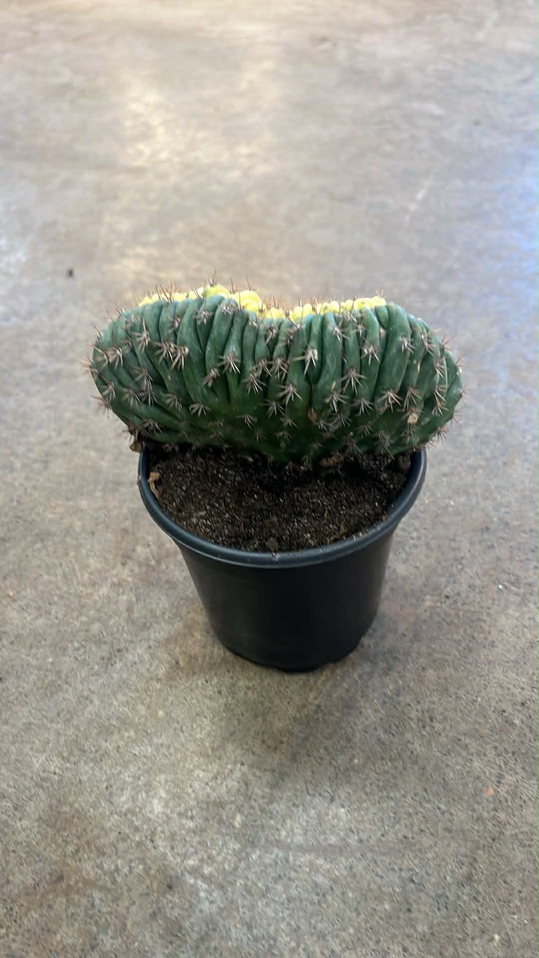 Cactus San Pedro Crest Variegated