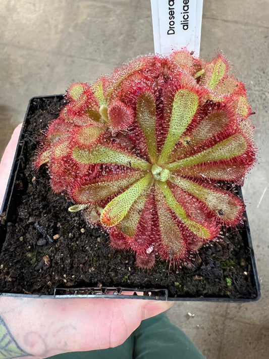Drosera Aliciae