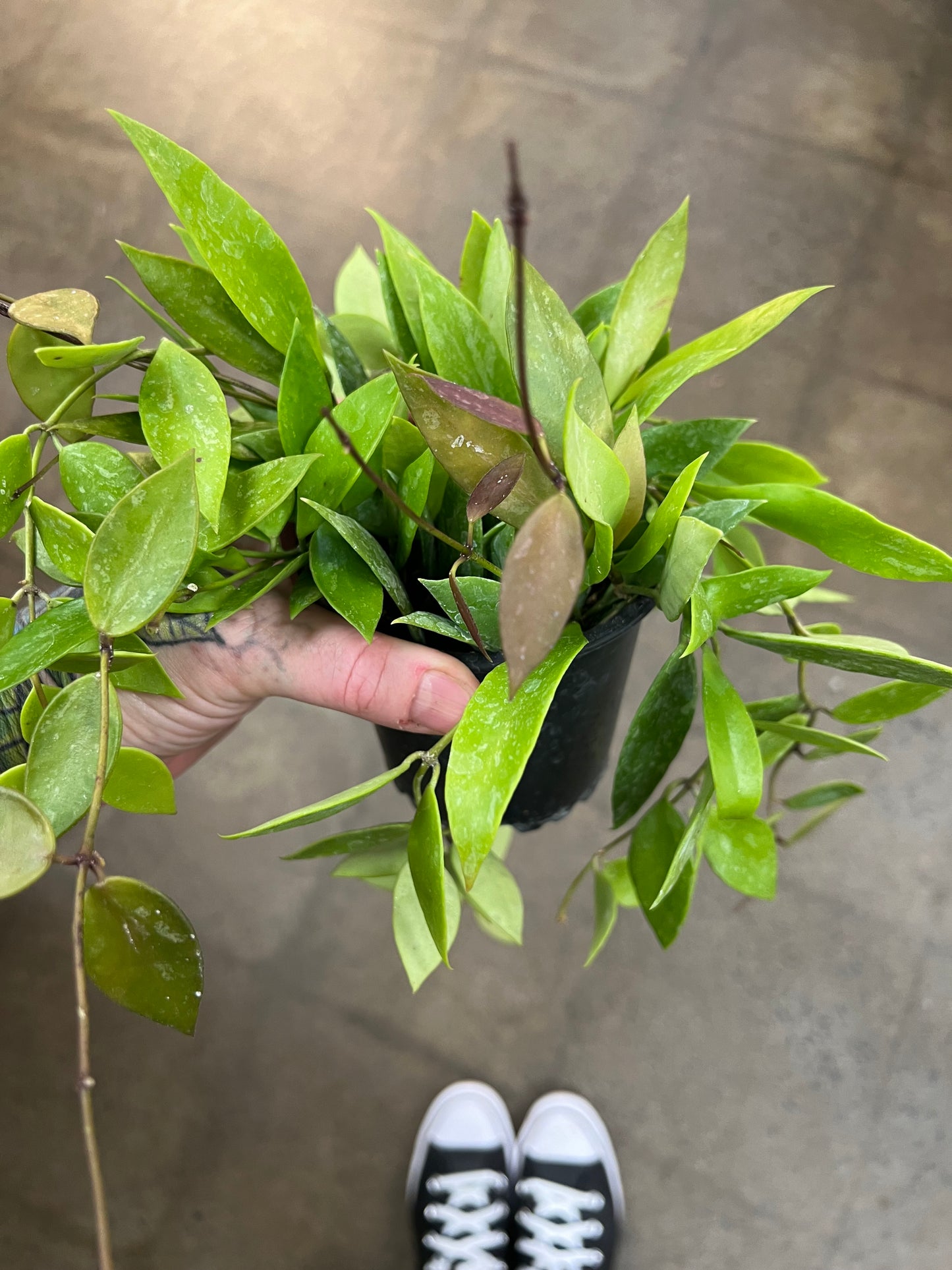 Hoya Gracilis