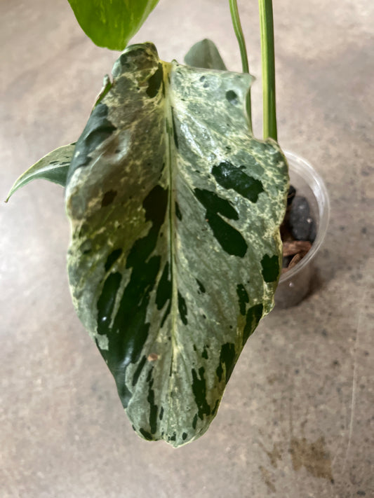 Monstera Bulbasaur