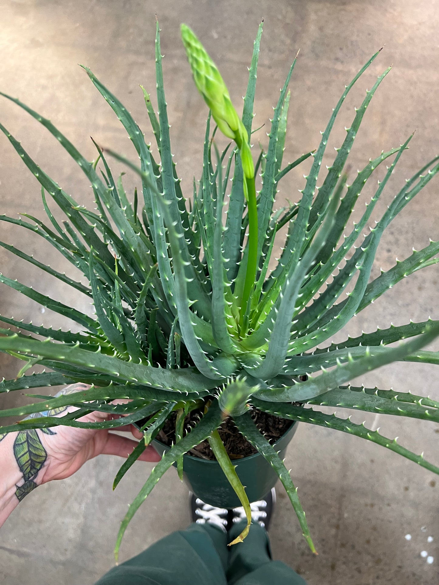 Aloe Hedgehog