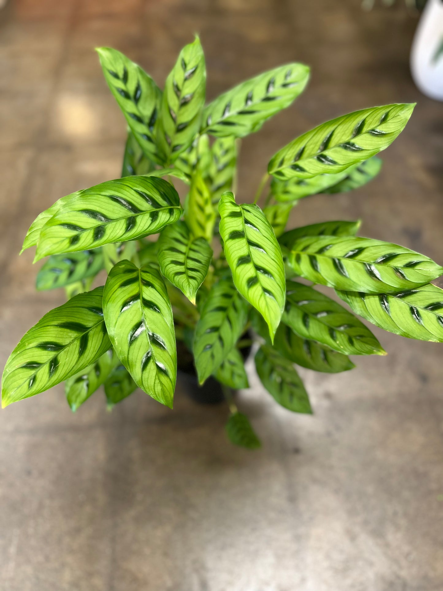 Calathea Léopardina