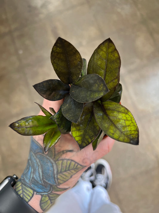 Zamioculcas Zamiifolia Raven