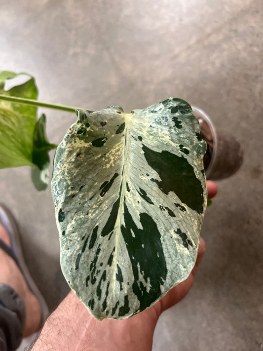 Monstera Bulbasaur