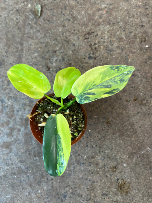 Philodendron Bipennifolium Variegated #5